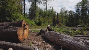 Best Utility Line Clearance  in Richland, GA