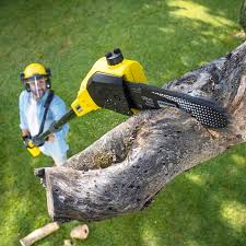 Best Storm Damage Tree Cleanup  in Richland, GA