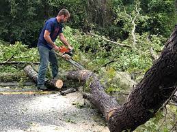 Best Commercial Tree Services  in Richland, GA