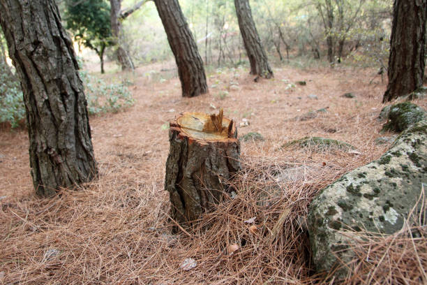 Best Arborist Consultation Services  in Richland, GA