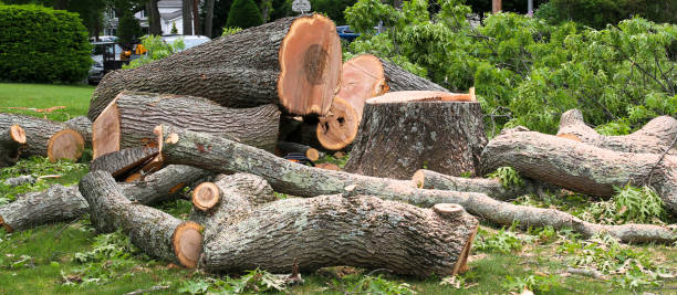 How Our Tree Care Process Works  in  Richland, GA