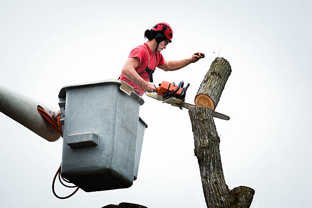 Trusted Richland, GA Tree Care Experts